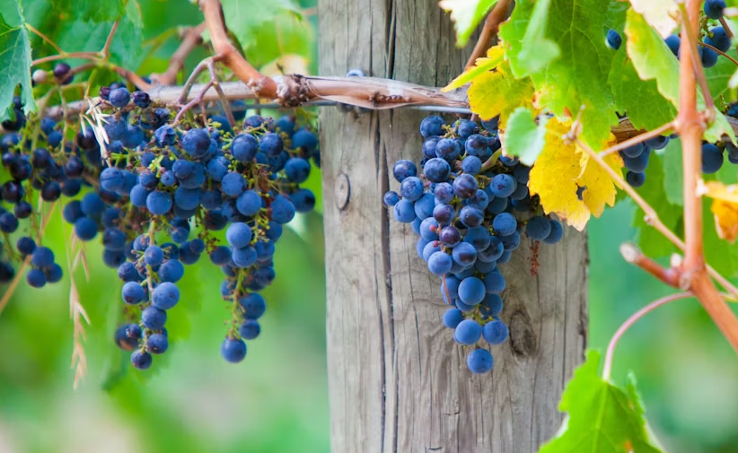 Mornington Peninsula Winery bus tour with lunch and tasting - Image 3